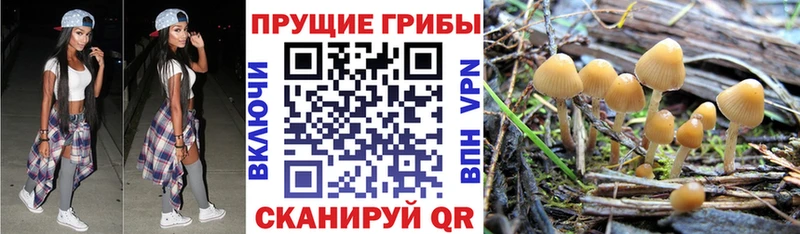Псилоцибиновые грибы Psilocybe  дарнет шоп  Хотьково 